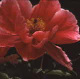 flower red